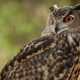 Illustration for article titled How do owls twist their heads all the way around without dying? At last we know.